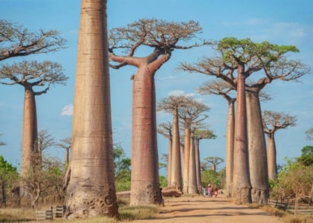 Le baobab et ses propriétés