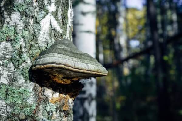 Champignon chaga